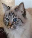 Seal tabby point #catterymayuri